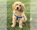 Small Photo #2 Goldendoodle Puppy For Sale in BOWLING GREEN, KY, USA