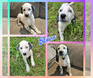 Dalmatian-Unknown Mix Dogs for adoption in Blacksburg, SC, USA