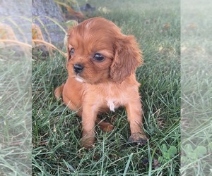 Cavalier King Charles Spaniel Litter for sale in PORTAGE, MI, USA