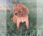 Small Cavalier King Charles Spaniel