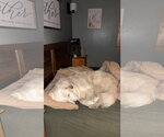 Small #3 Maremma Sheepdog