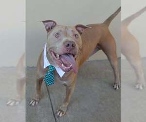 American Pit Bull Terrier-Unknown Mix Dogs for adoption in McKinney, TX, USA