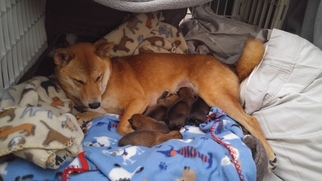 Mother of the Shiba Inu puppies born on 01/17/2018