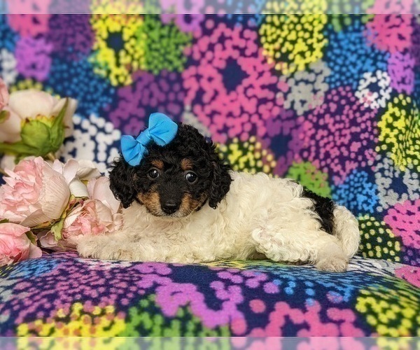 Medium Photo #4 Poodle (Toy) Puppy For Sale in KINZERS, PA, USA