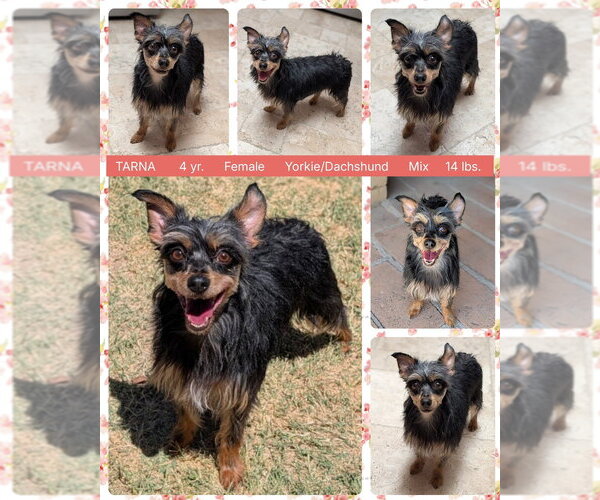 Medium Photo #1 Dachshund-Unknown Mix Puppy For Sale in Mesa, AZ, USA
