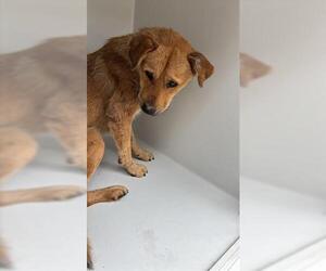 Golden Retriever-Unknown Mix Dogs for adoption in Houston, TX, USA