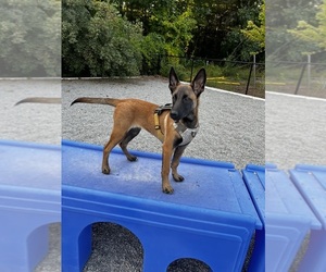 Belgian Malinois Puppy for sale in WORCESTER, MA, USA