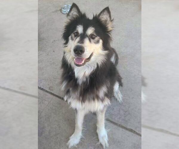 Medium Photo #1 Siberian Husky Puppy For Sale in Sacramento, CA, USA
