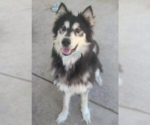 Siberian Husky Dogs for adoption in Sacramento, CA, USA