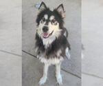 Small Siberian Husky