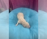 Small Photo #4 Poodle (Standard) Puppy For Sale in LEXINGTON, SC, USA