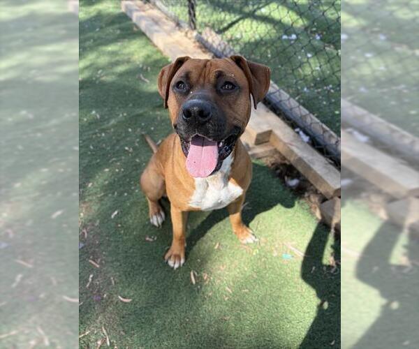 Medium Photo #3 Boxer-Unknown Mix Puppy For Sale in Fremont, CA, USA