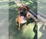 Small Photo #3 Boxer-Unknown Mix Puppy For Sale in Fremont, CA, USA