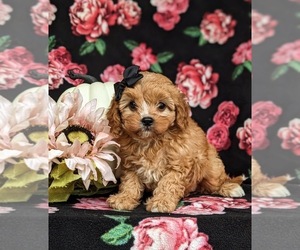 Cavapoo Puppy for sale in QUARRYVILLE, PA, USA