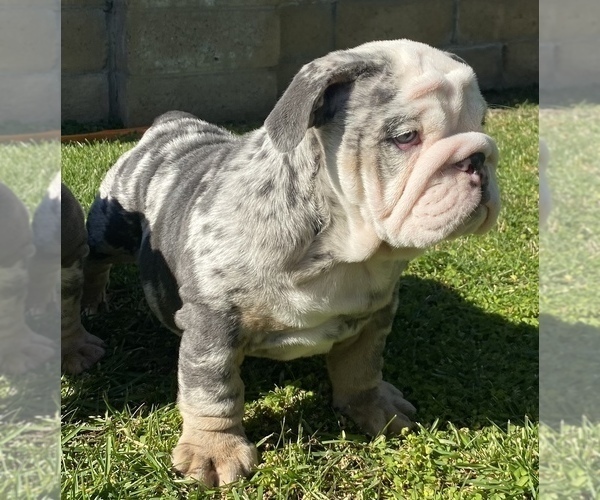 Medium Photo #11 English Bulldog Puppy For Sale in RANCHO CUCAMONGA, CA, USA