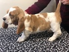 Small Photo #10 Basset Hound Puppy For Sale in DARLINGTON, MD, USA