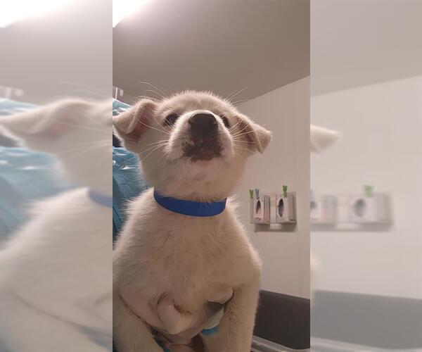 Medium Photo #1 German Shepherd Dog-Great Pyrenees Mix Puppy For Sale in Bakersfield, CA, USA