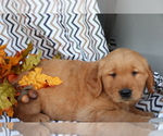 Small Photo #3 Golden Retriever Puppy For Sale in SHILOH, OH, USA
