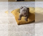 Puppy Freddy American Bully