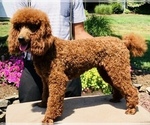 Small Photo #1 Labradoodle-Poodle (Miniature) Mix Puppy For Sale in GAP, PA, USA
