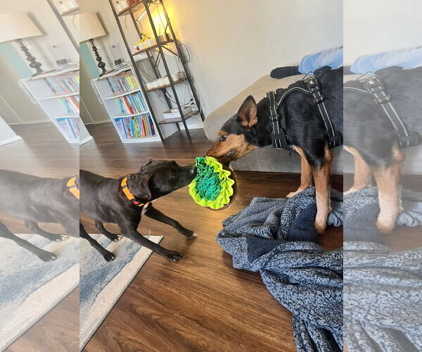 Medium Photo #6 Labrador Retriever-Unknown Mix Puppy For Sale in New London, WI, USA