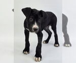 Small #5 American Staffordshire Terrier Mix
