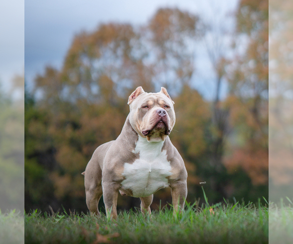 Medium Photo #1 American Bully Puppy For Sale in FRANKLIN, KY, USA