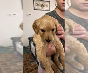 Goldendoodle Puppy for sale in DENHAM SPRINGS, LA, USA