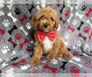 Cockapoo (Miniature) Puppy for sale in LAKELAND, FL, USA