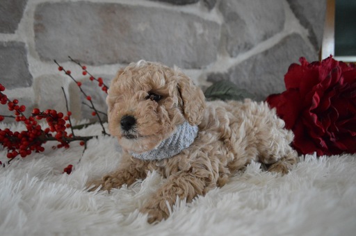 Medium Photo #5 Poodle (Miniature) Puppy For Sale in HONEY BROOK, PA, USA