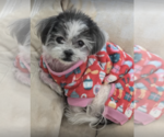 Small Photo #1 Shih Tzu Puppy For Sale in W Hollywood, CA, USA