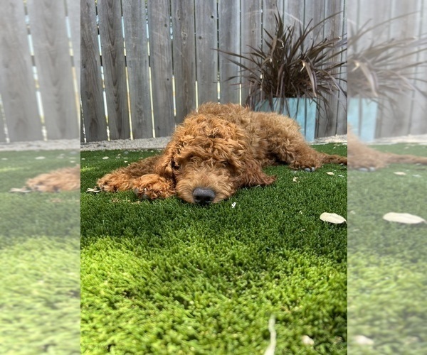 Medium Photo #9 Goldendoodle Puppy For Sale in SAN DIEGO, CA, USA