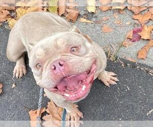 Mutt Dogs for adoption in Martinez, CA, USA