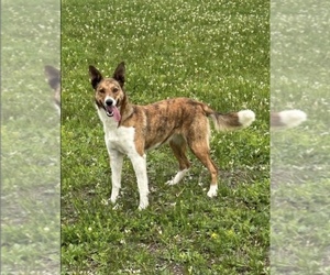 Mother of the Border Collie puppies born on 05/08/2024