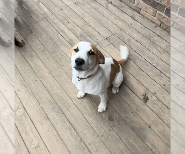 Medium Photo #3 Jack Russell Terrier Puppy For Sale in Harrison, AR, USA