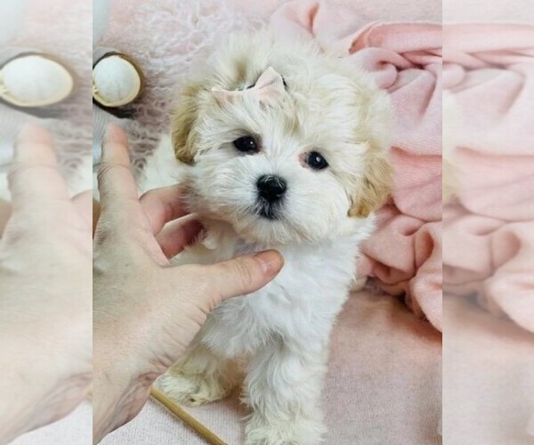 Medium Photo #1 Maltipoo Puppy For Sale in PEMBROKE PINES, FL, USA