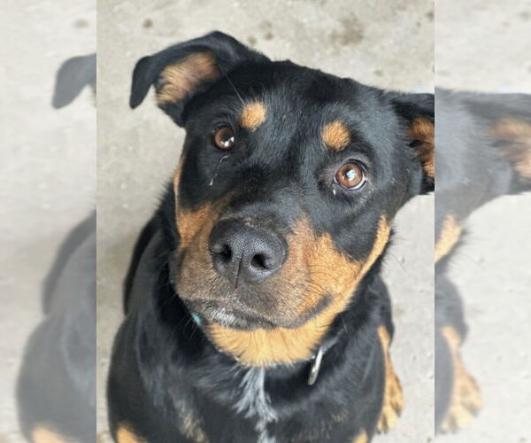 Medium Photo #8 Rottweiler Puppy For Sale in Gilbert, AZ, USA