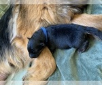 Small #31 German Shepherd Dog