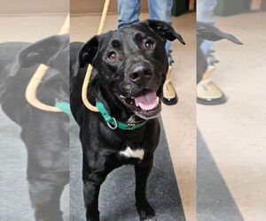 Labrador Retriever-Unknown Mix Dogs for adoption in Batavia, NY, USA