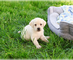 Small #18 Labrador Retriever