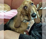 Small #1 Basset Hound