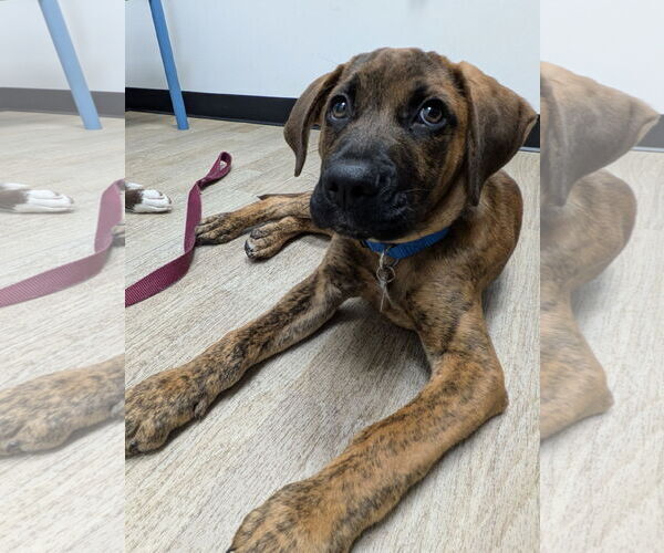 Medium Photo #9 Mountain Cur-Unknown Mix Puppy For Sale in Mount Laurel, NJ, USA