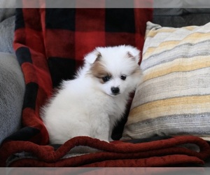 Pomeranian Puppy for sale in SUGARCREEK, OH, USA