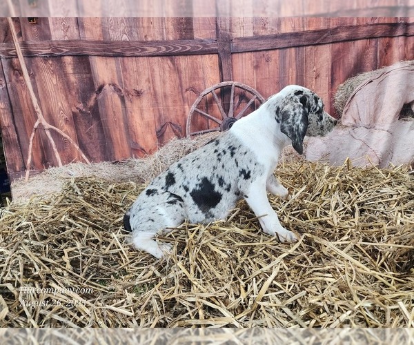 Medium Photo #10 Catahoula Leopard Dog Puppy For Sale in CUMBY, TX, USA