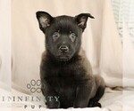 Small #7 Belgian Malinois