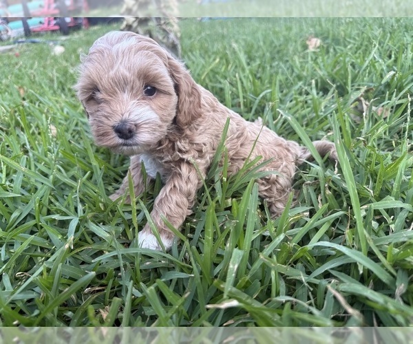 Medium Photo #3 Cock-A-Poo Puppy For Sale in KENNER, LA, USA