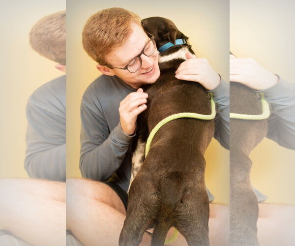 Medium Photo #3 Mutt Puppy For Sale in Holly Springs, MS, USA