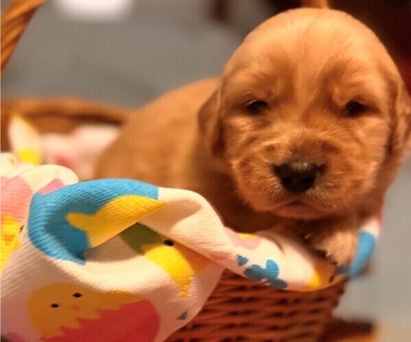 Medium Photo #3 Golden Retriever Puppy For Sale in GRIFFIN, GA, USA