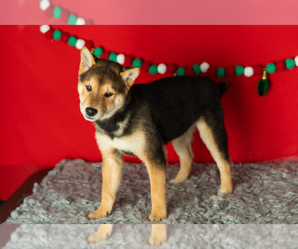 Medium Photo #4 Shiba Inu Puppy For Sale in MILLERSBURG, IN, USA