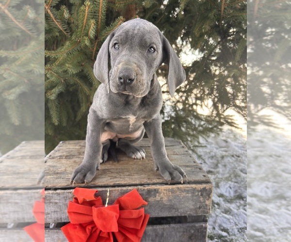 Medium Photo #5 Great Dane Puppy For Sale in MIDDLEBURY, IN, USA